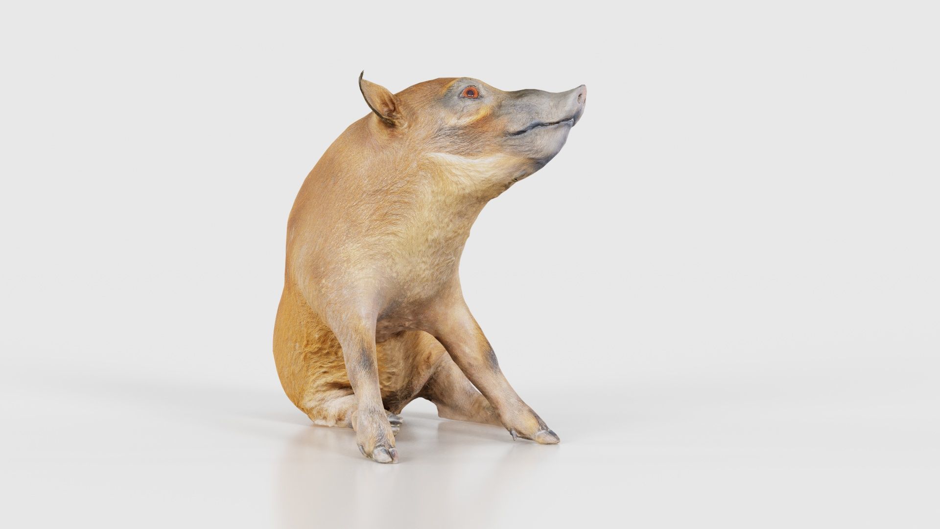 Red River Hog Pig Potamochoerus Porcus Low-poly 3D model_19