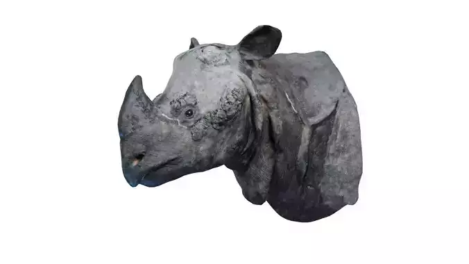Rhino Head