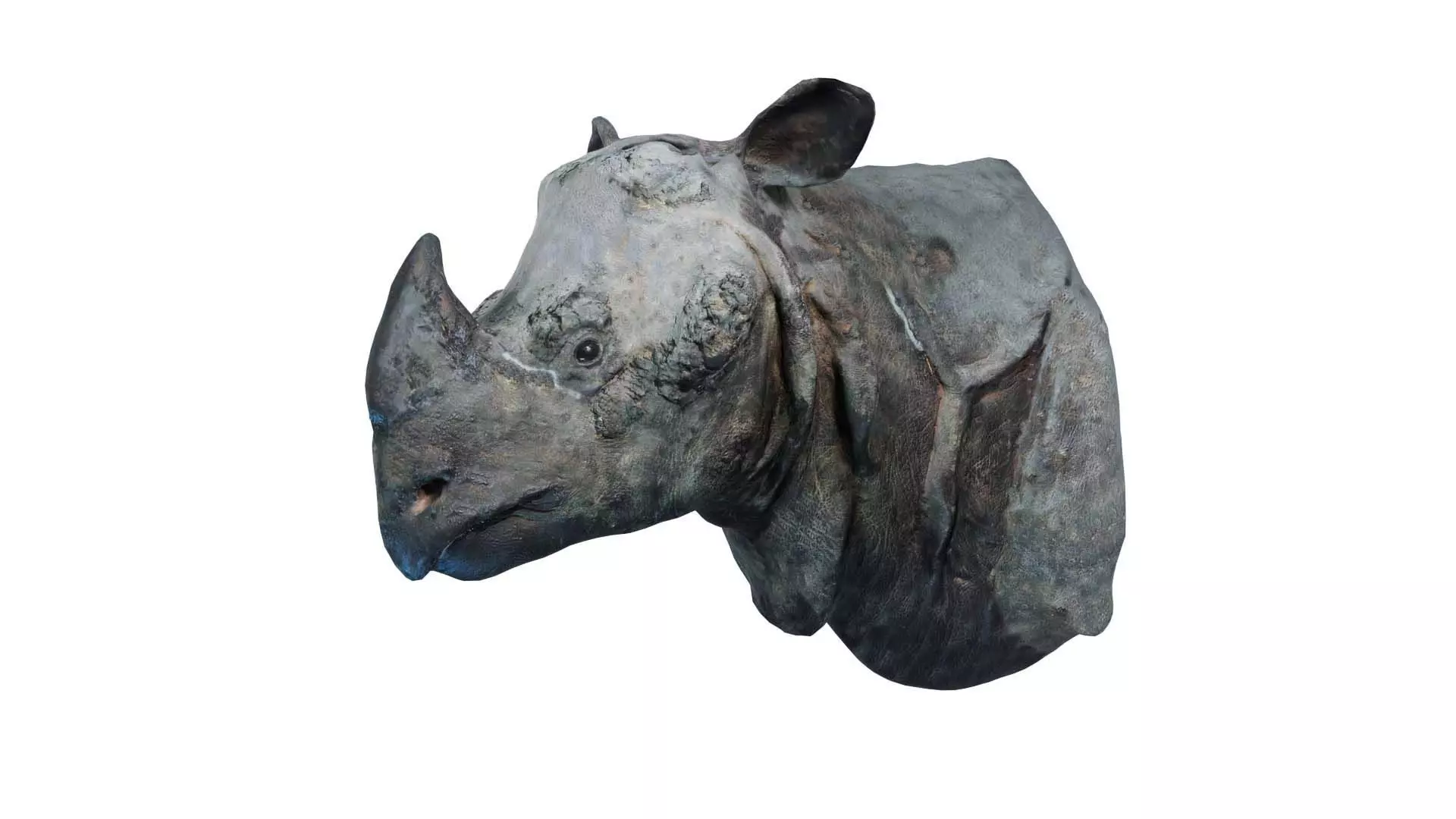 Rhino Head Low-poly 3D model_0