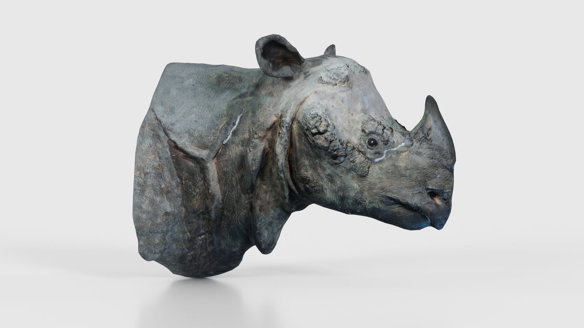 Rhino Head Low-poly 3D model_19