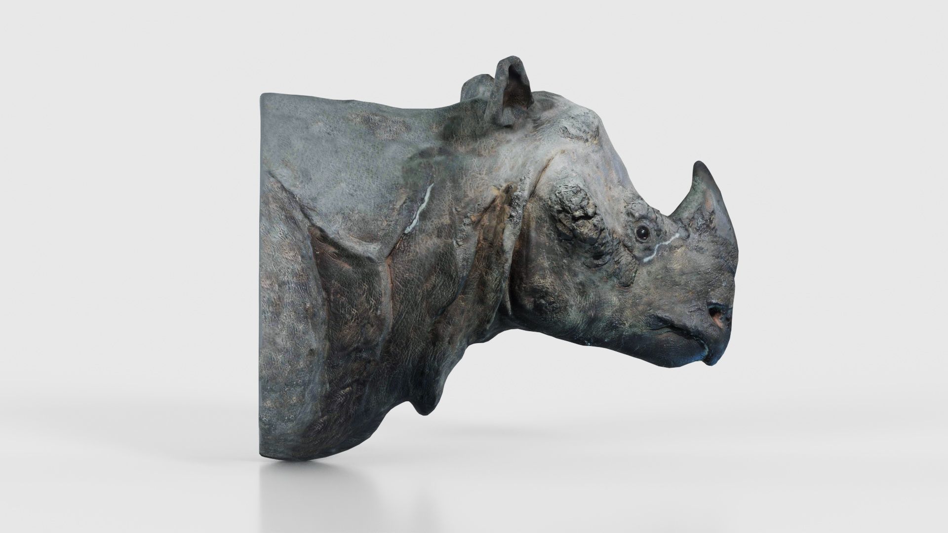 Rhino Head Low-poly 3D model_20