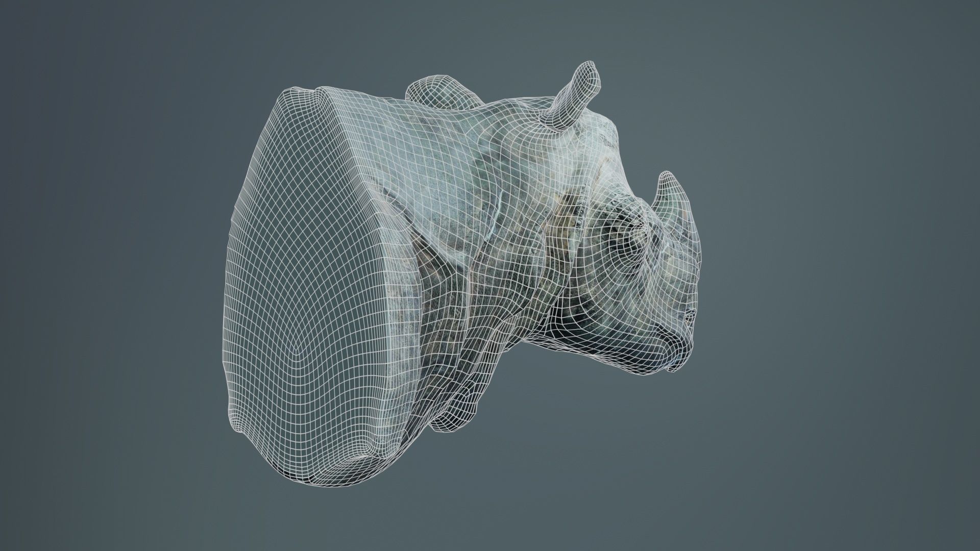 Rhino Head Low-poly 3D model_10