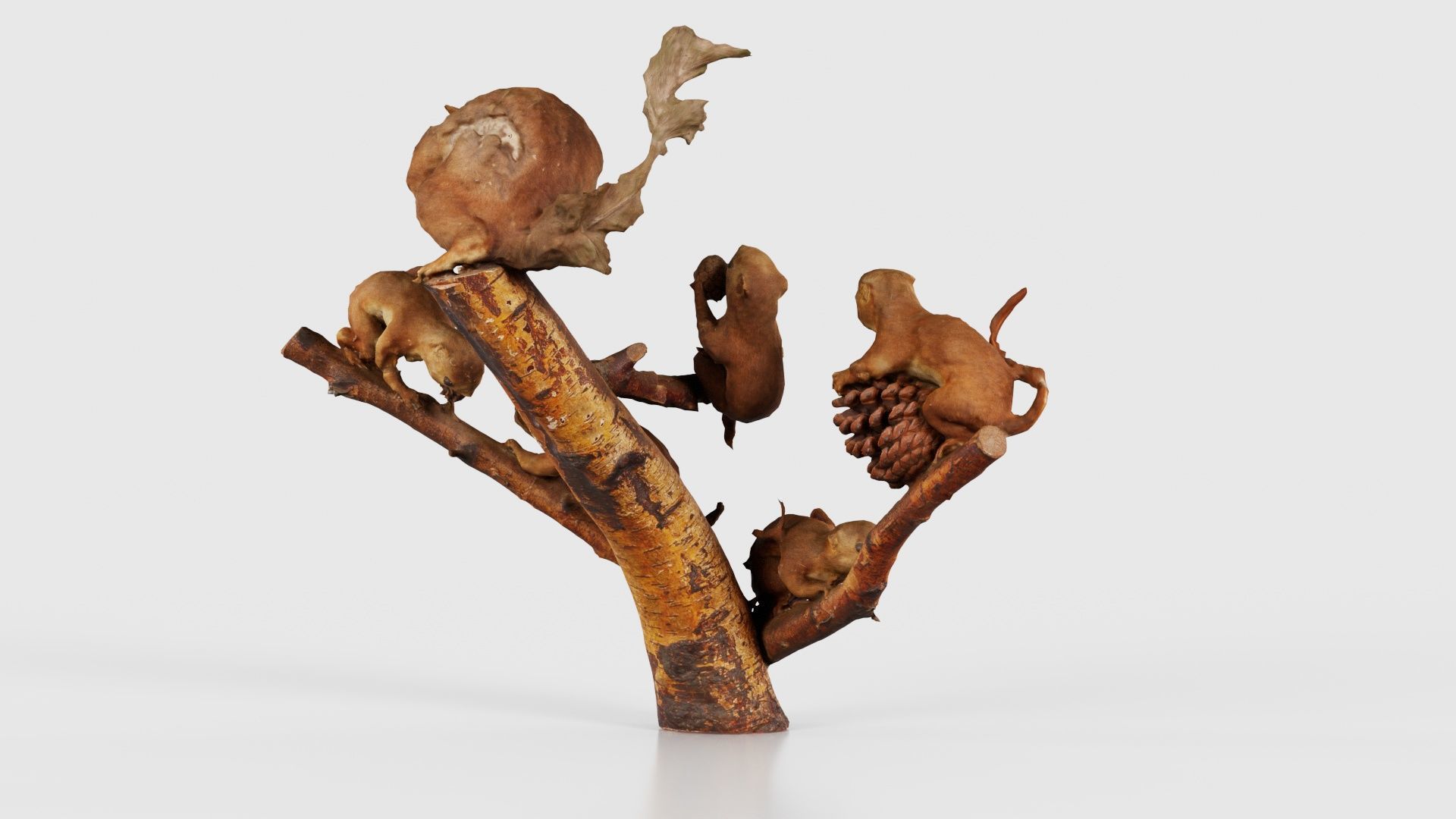 Squirrels on Branch Low-poly 3D model_20