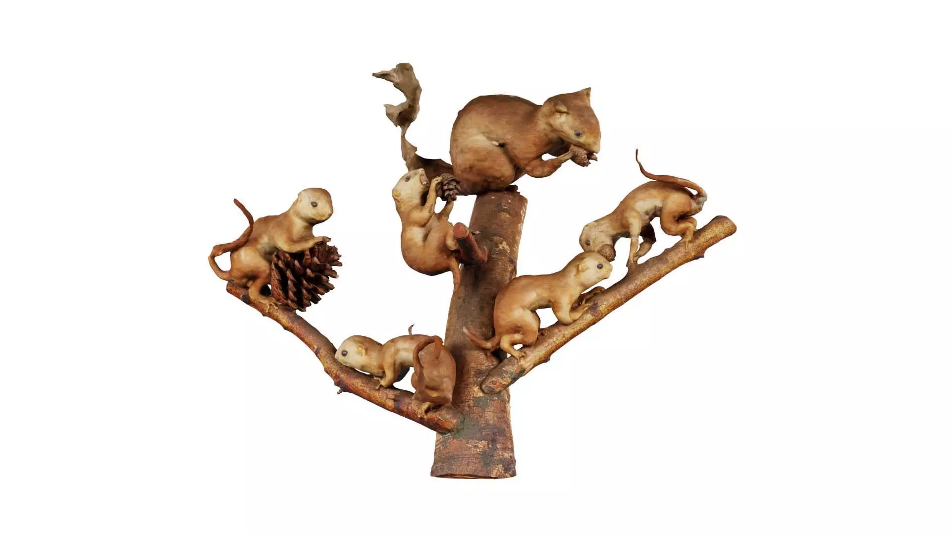 Squirrels on Branch Low-poly 3D model_0