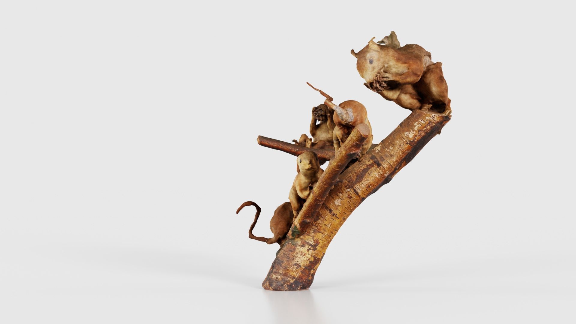 Squirrels on Branch Low-poly 3D model_24