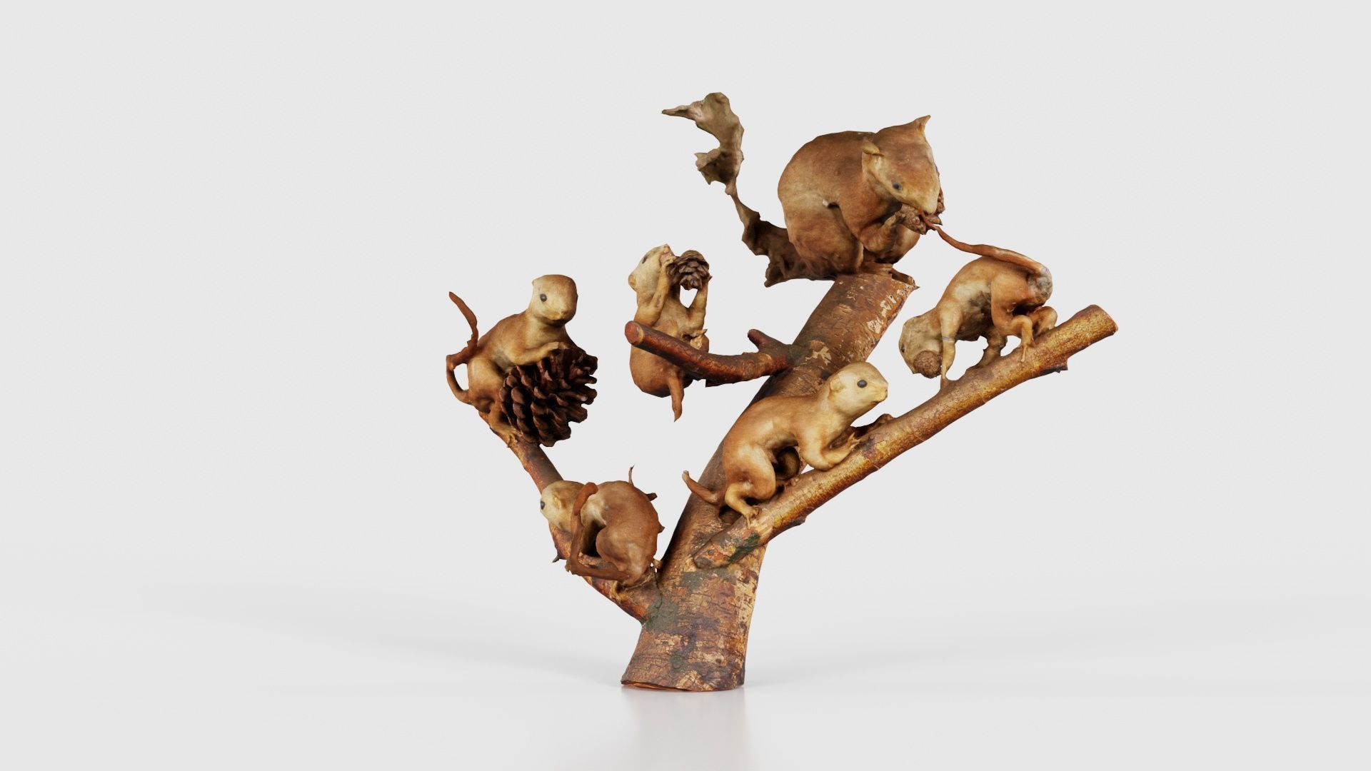 Squirrels on Branch Low-poly 3D model_26