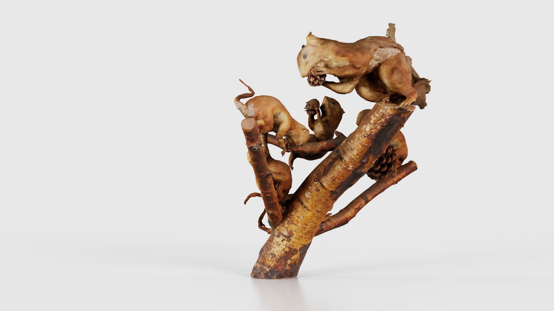 Squirrels on Branch Low-poly 3D model_23