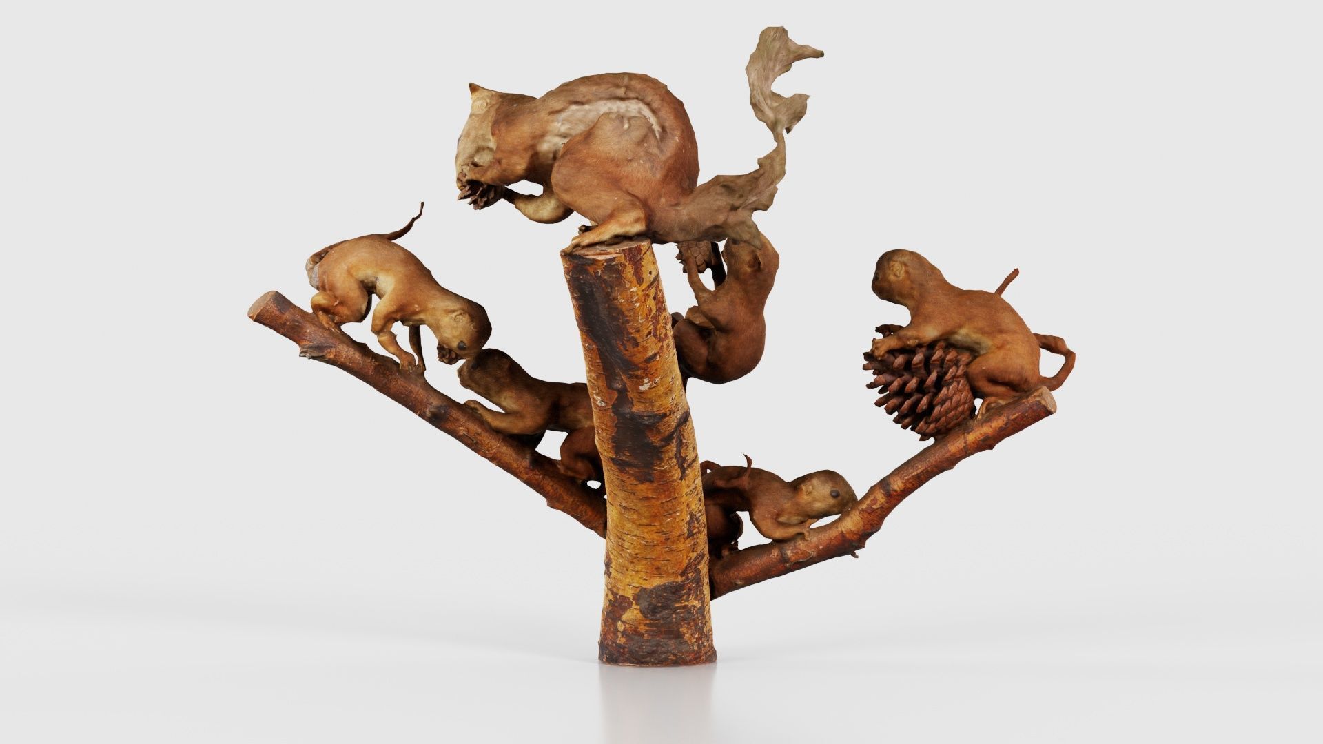 Squirrels on Branch Low-poly 3D model_21