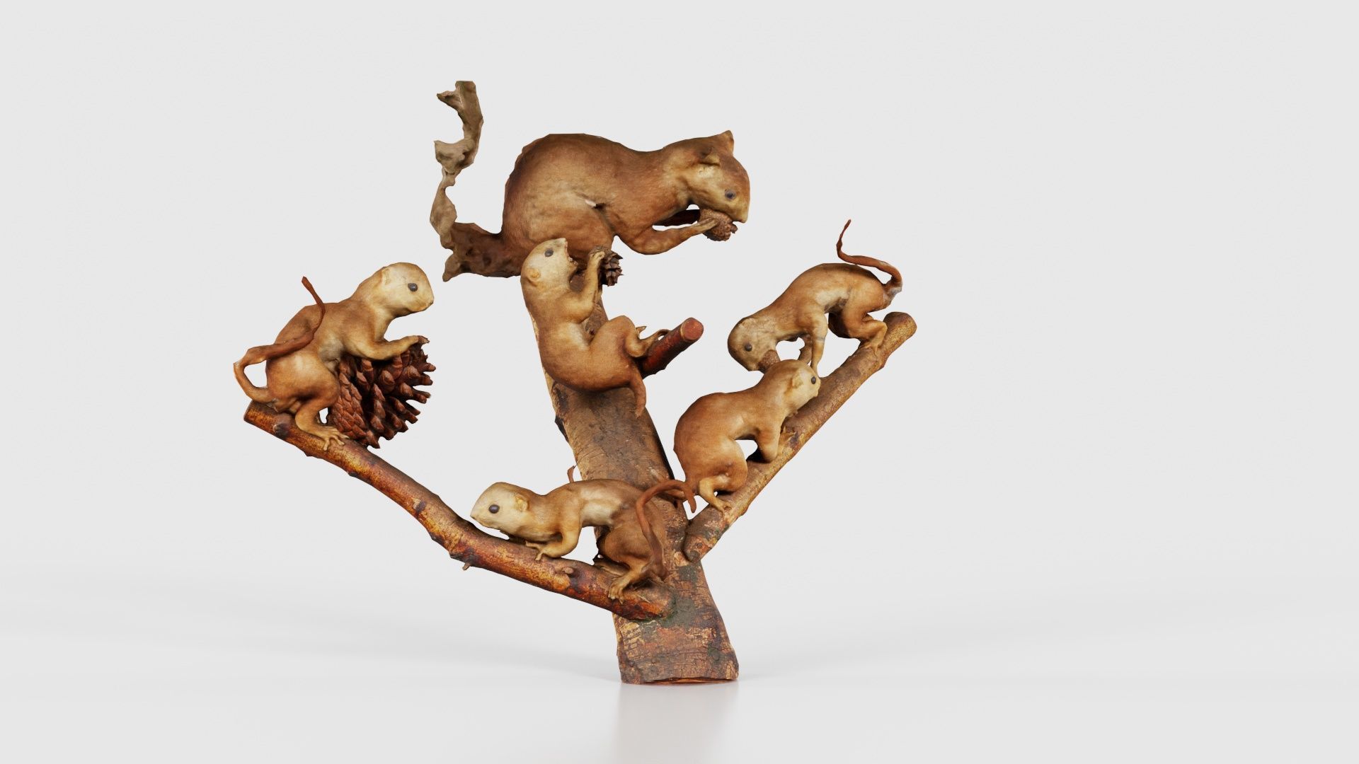 Squirrels on Branch Low-poly 3D model_16