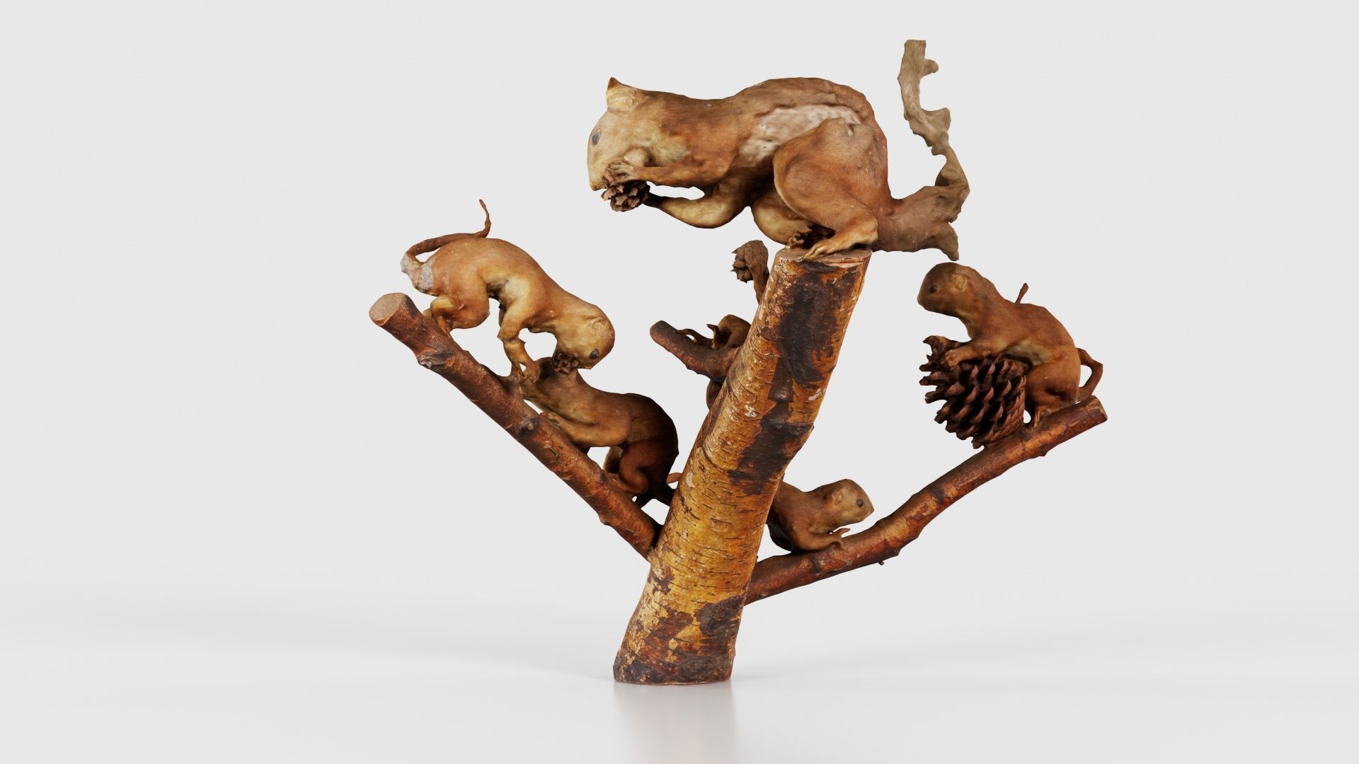 Squirrels on Branch Low-poly 3D model_22