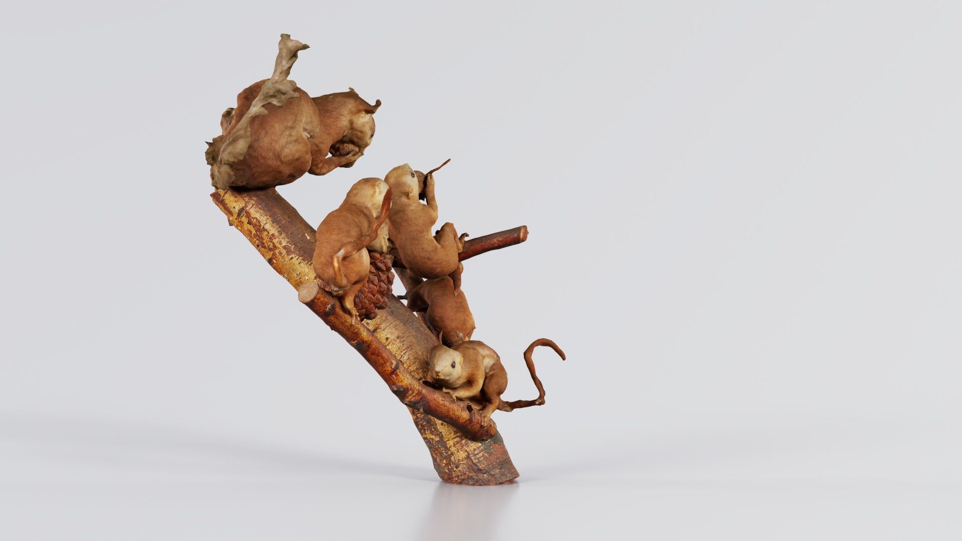 Squirrels on Branch Low-poly 3D model_5