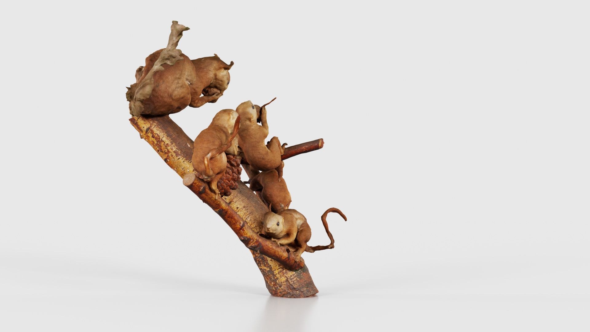 Squirrels on Branch Low-poly 3D model_18