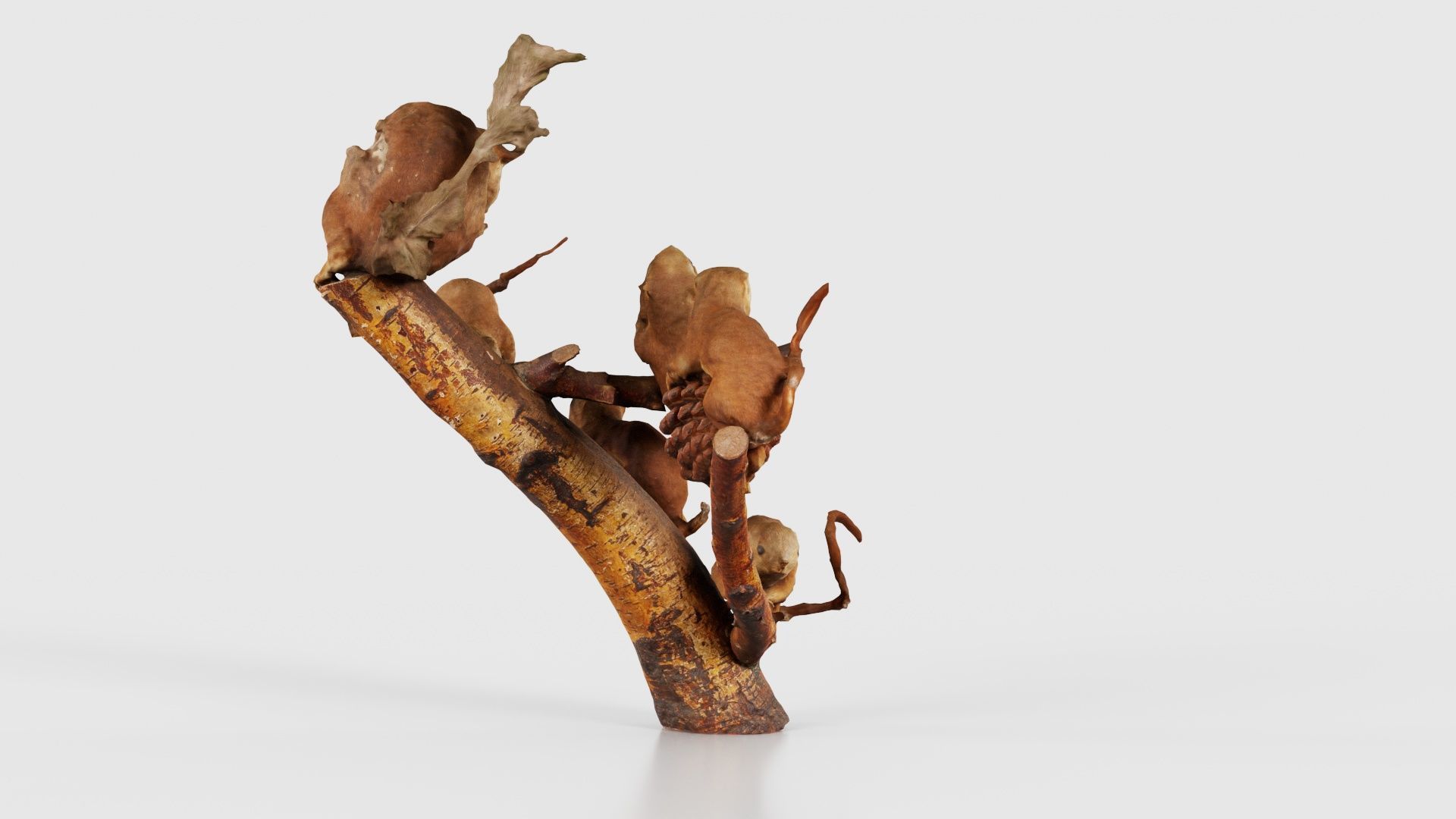 Squirrels on Branch Low-poly 3D model_19