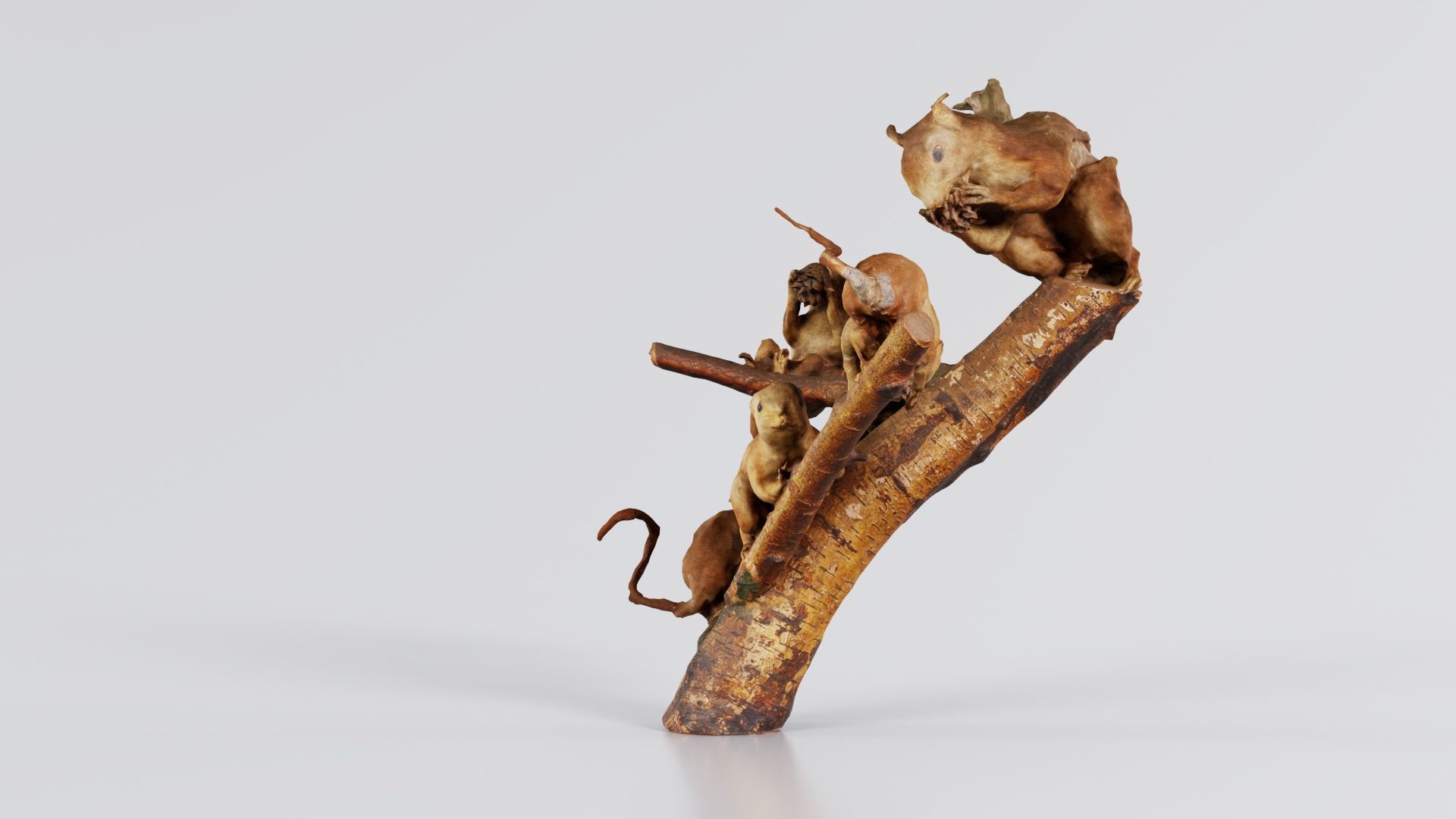 Squirrels on Branch Low-poly 3D model_3