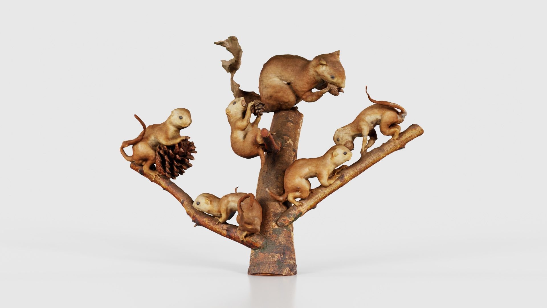 Squirrels on Branch Low-poly 3D model_15