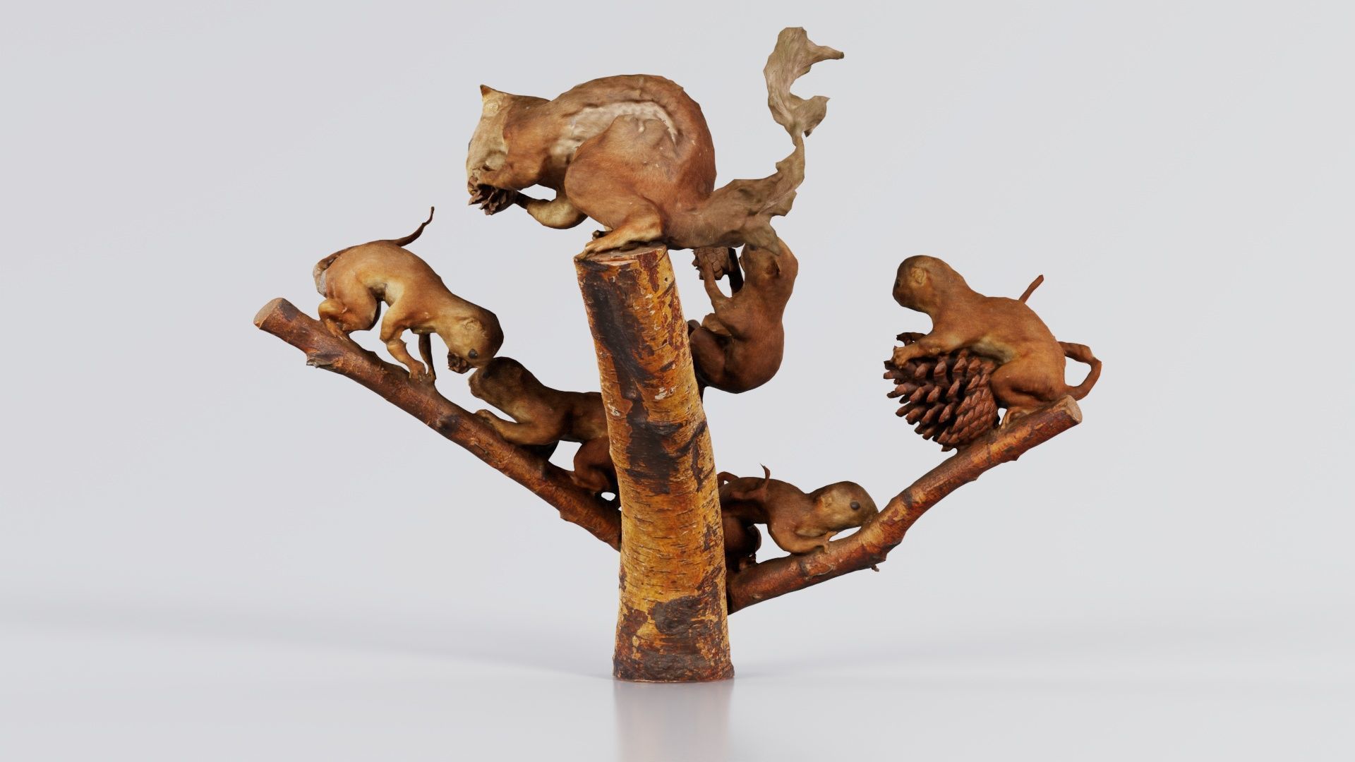 Squirrels on Branch Low-poly 3D model_7