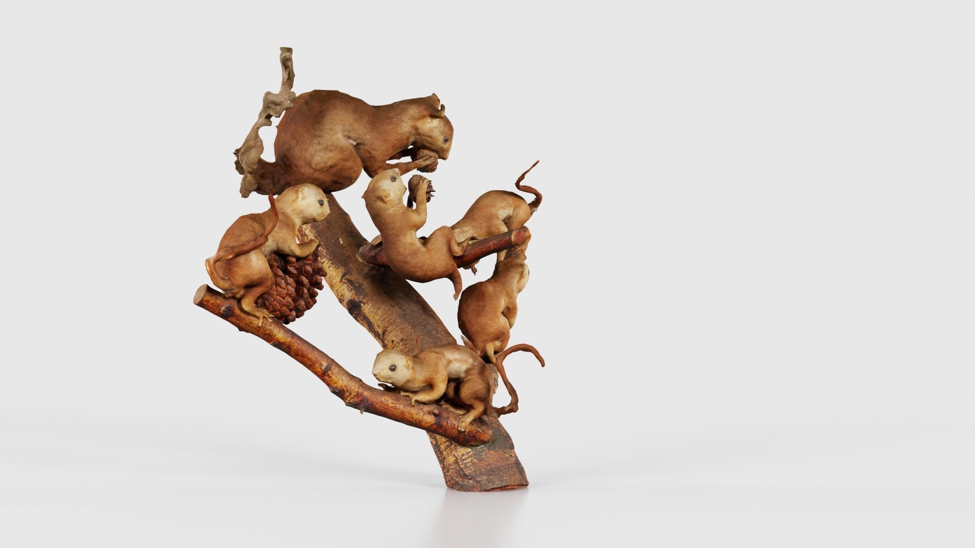 Squirrels on Branch Low-poly 3D model_17