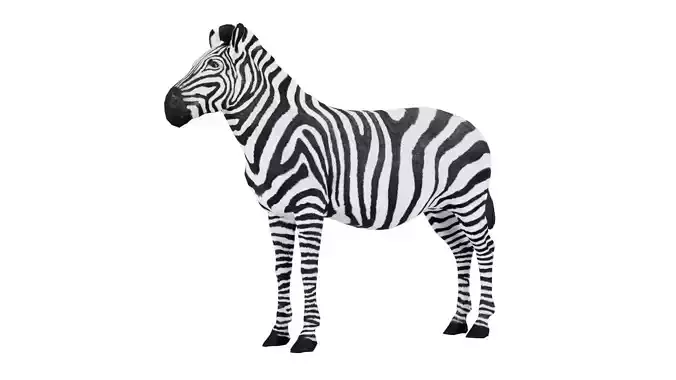 Zebra