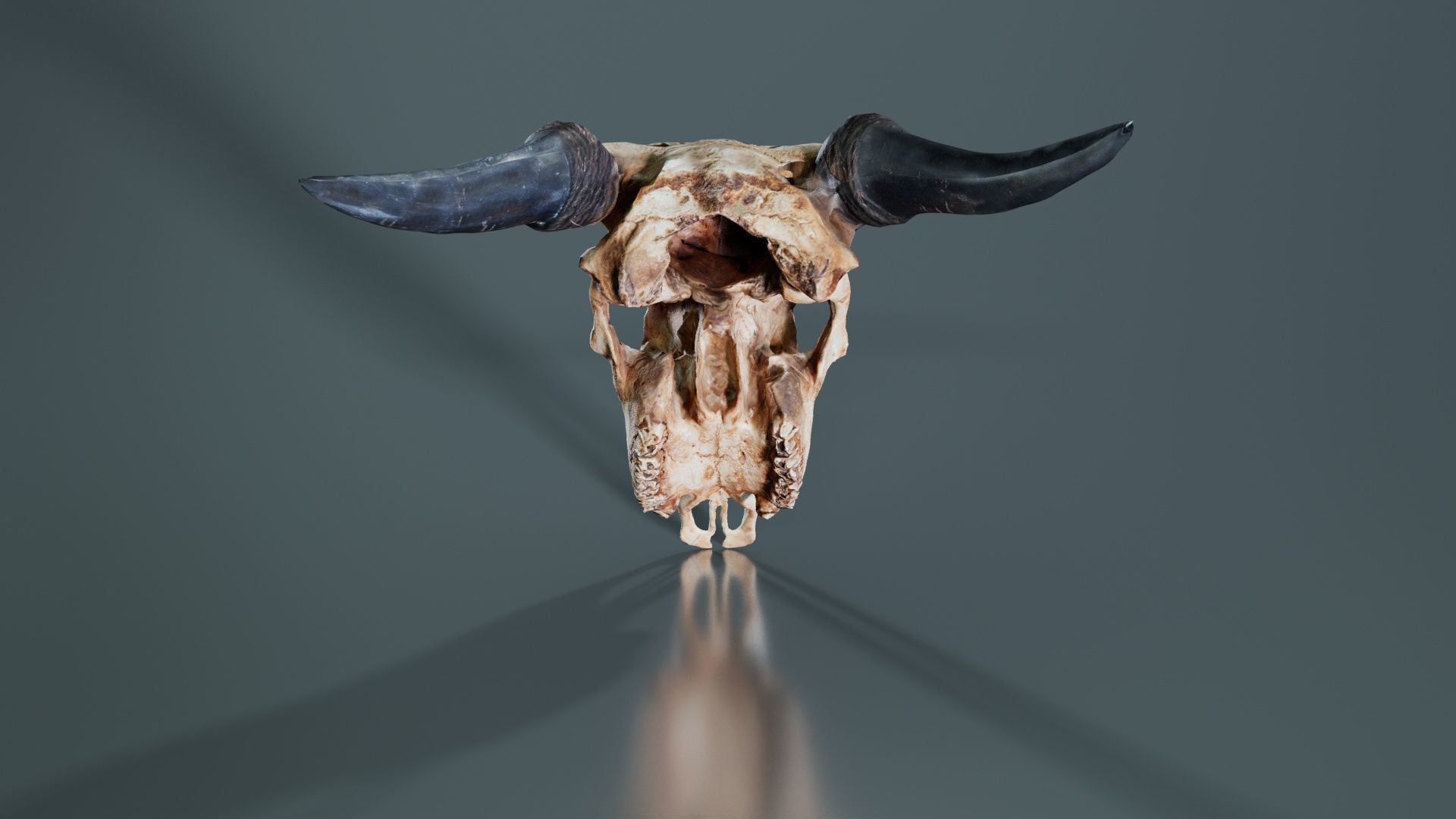 Decorated Goat Skull Low-poly 3D model_5