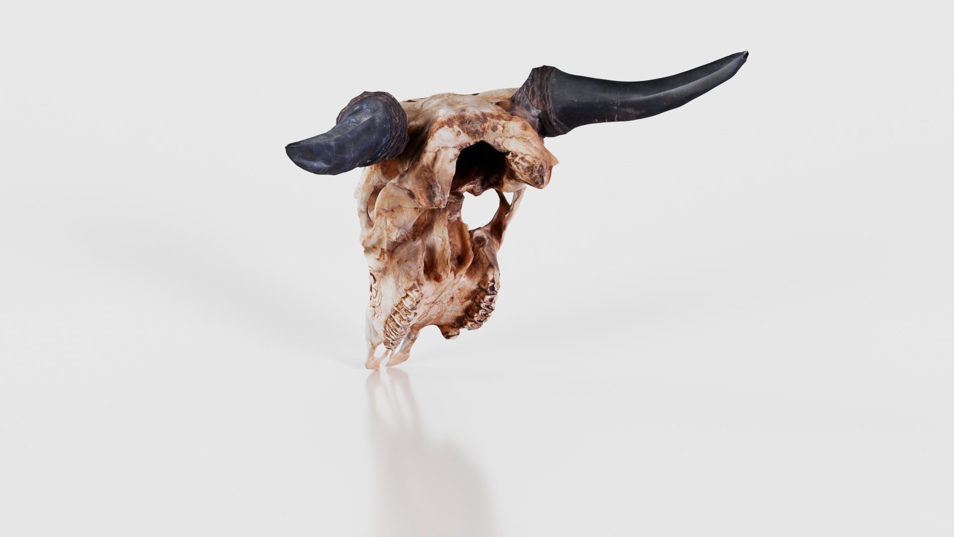 Decorated Goat Skull Low-poly 3D model_22