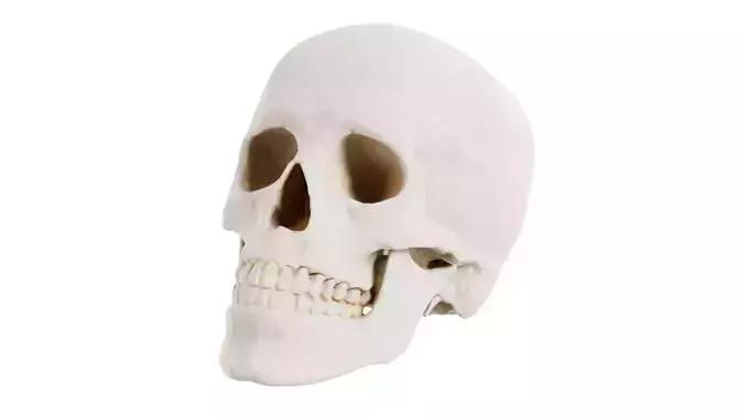 Human Skull Low-poly 3D model