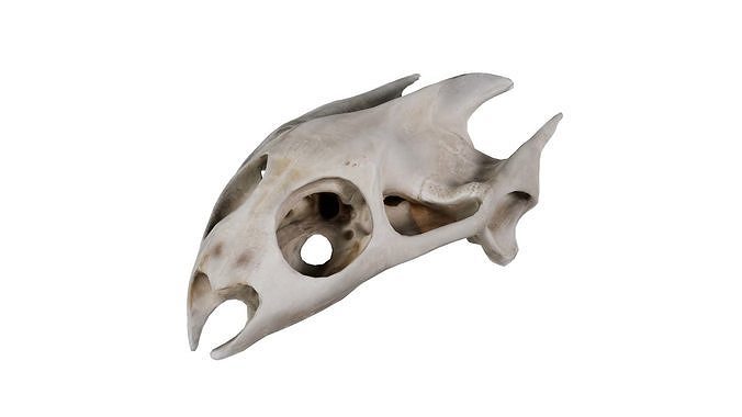 Parrot Head Skull Low-poly 3D model