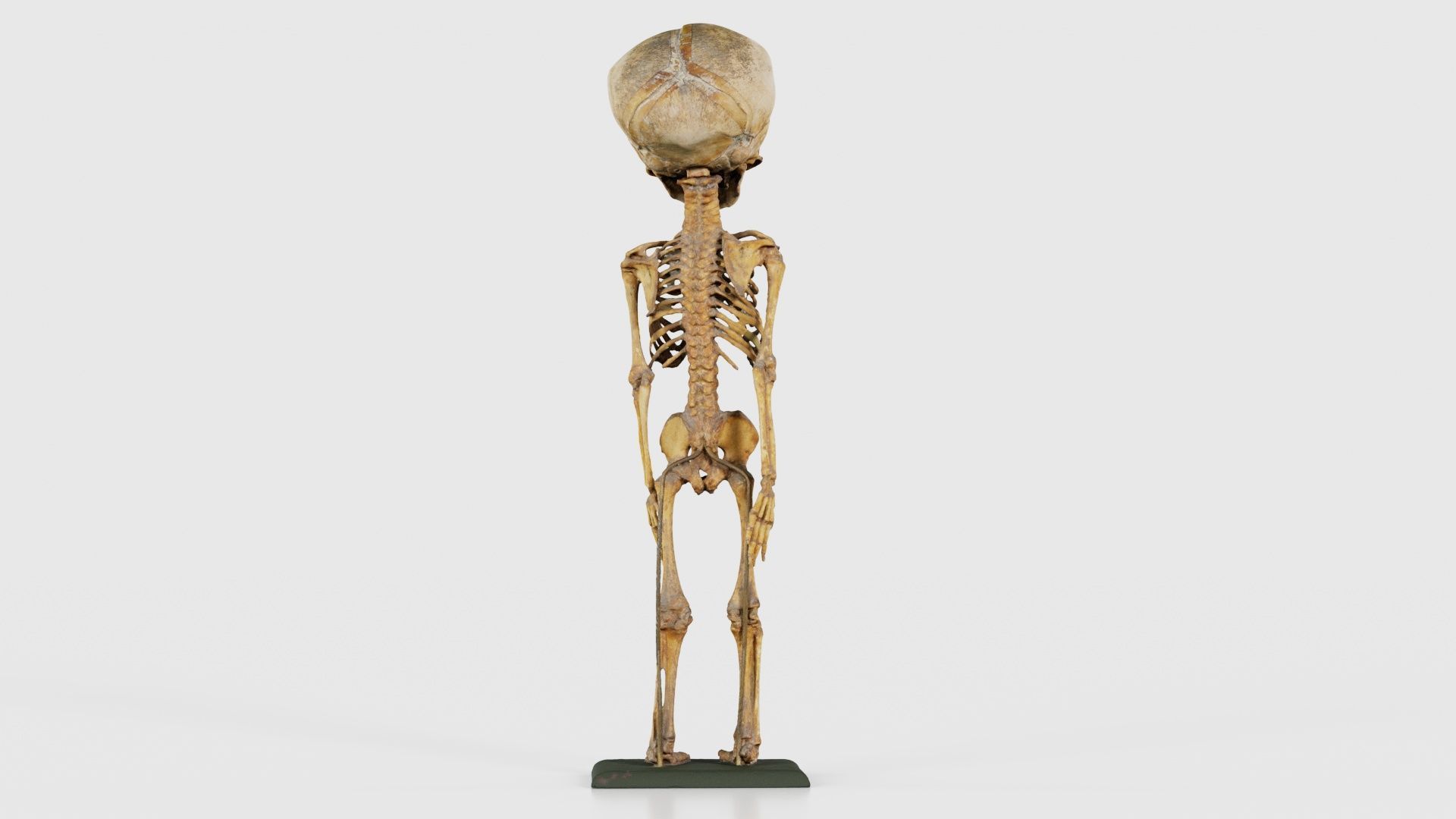 unborn-human-baby-skeleton-3d-