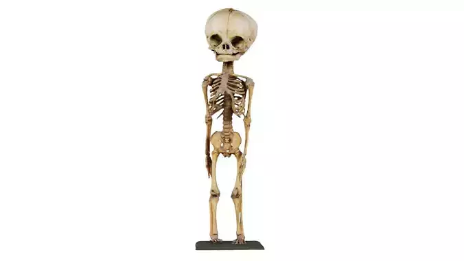 Unborn Human Baby Skeleton