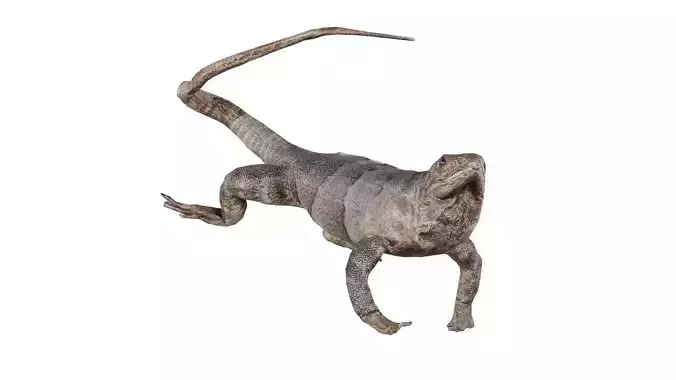 Salamander Low-poly 3D model