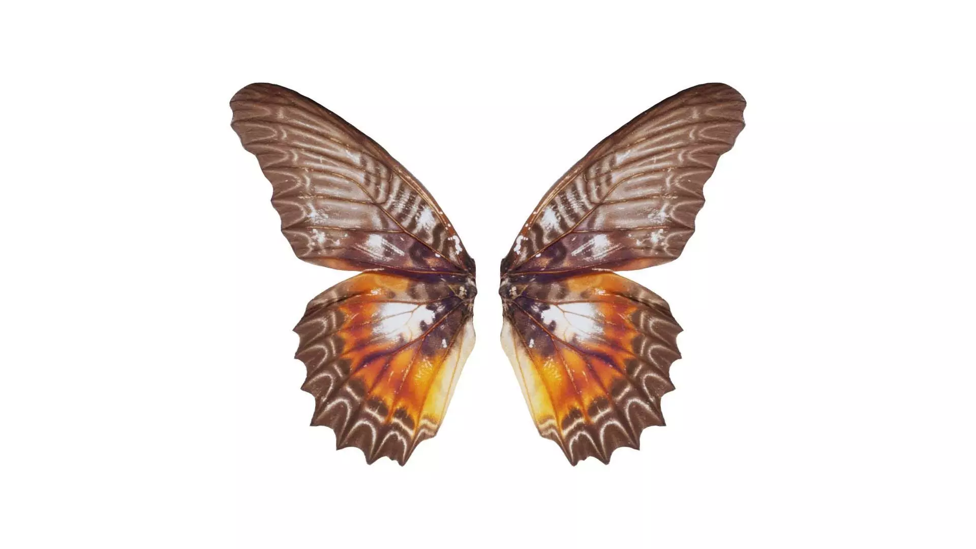 Cethosia Biblis Common Biblis Rose Low-poly 3D model