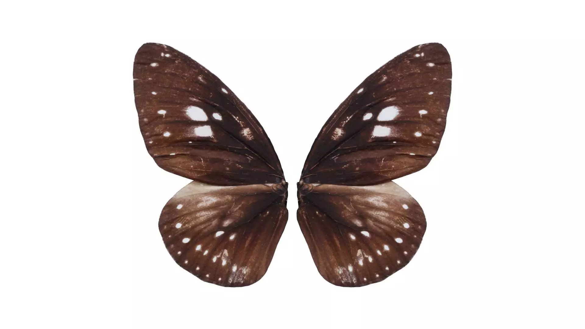 Common Crow Euploea Core Low-poly 3D model