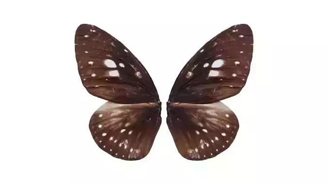 Common Crow Euploea Core Low-poly 3D model