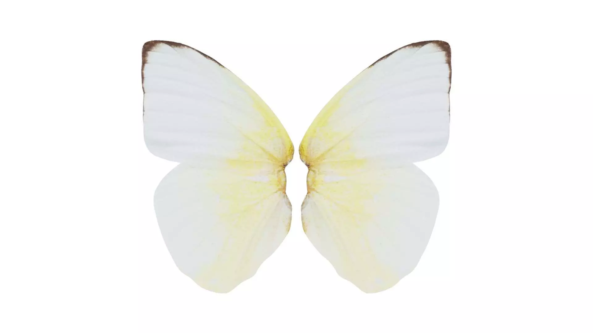 Common Emigrant Low-poly 3D model