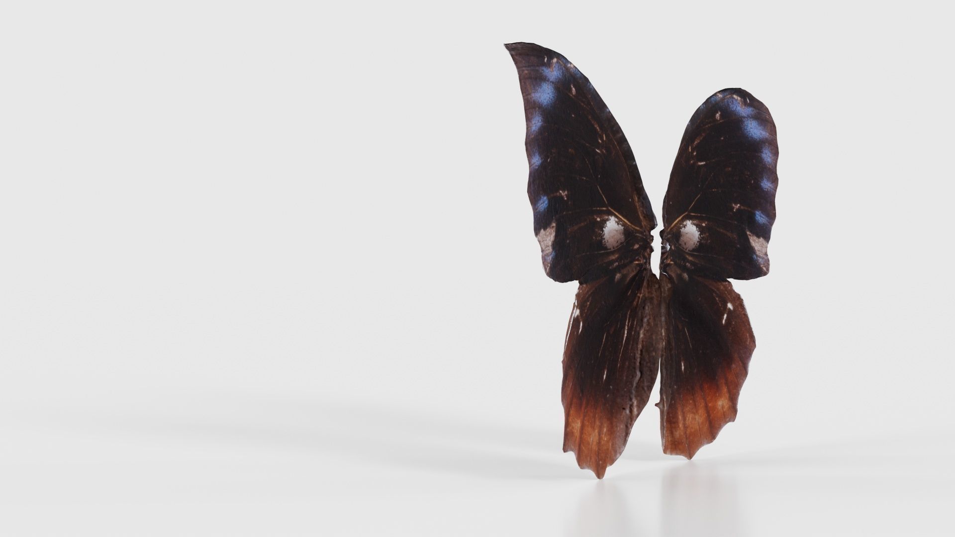 Common Palmfly Low-poly 3D model_23