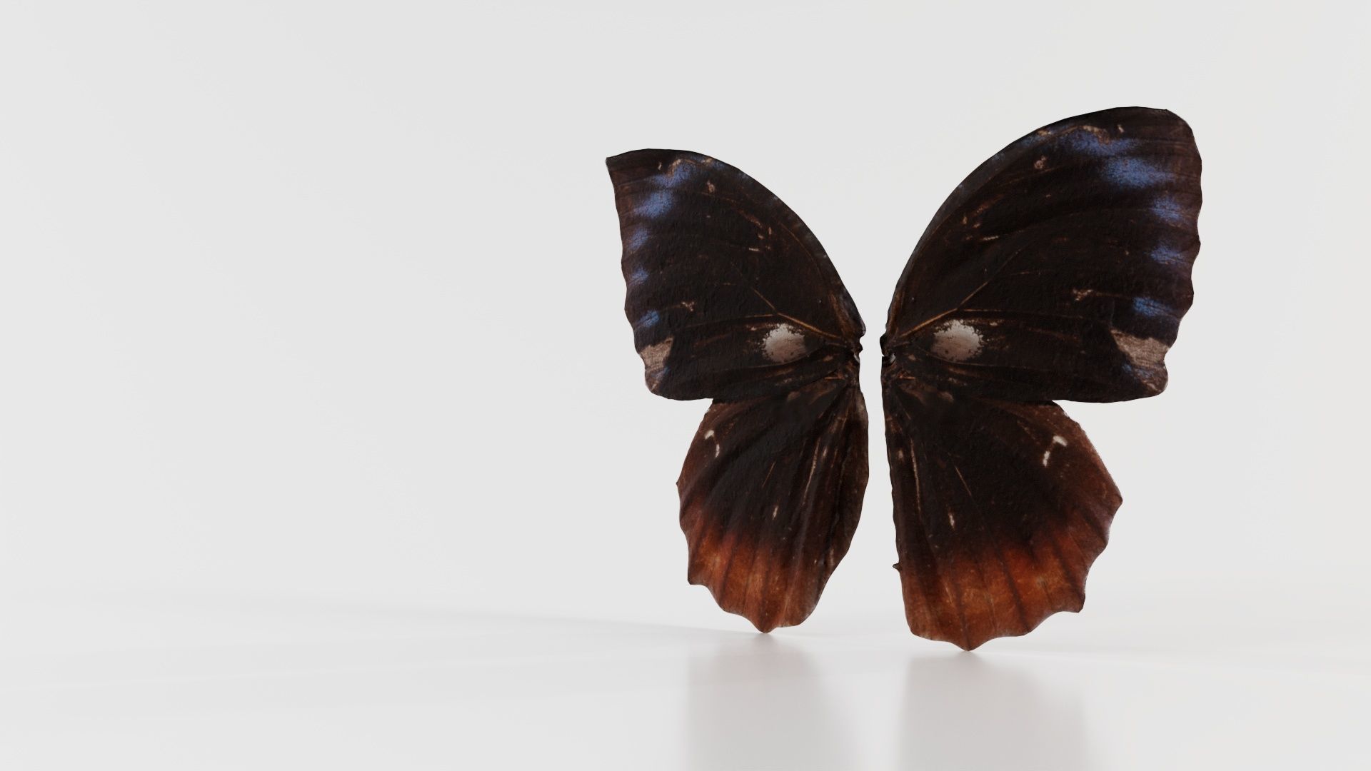 Common Palmfly Low-poly 3D model_8