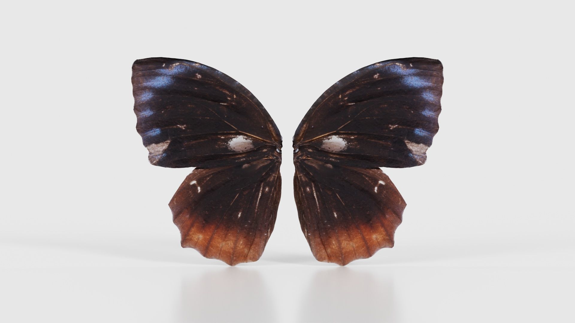 Common Palmfly Low-poly 3D model_15