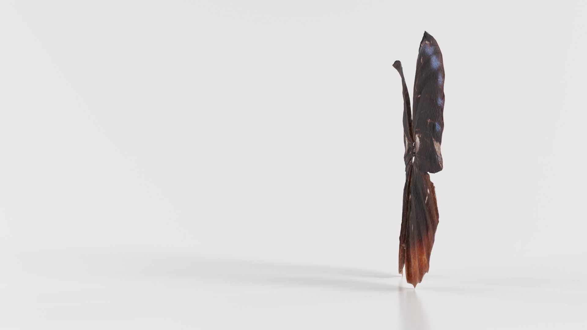 Common Palmfly Low-poly 3D model_2