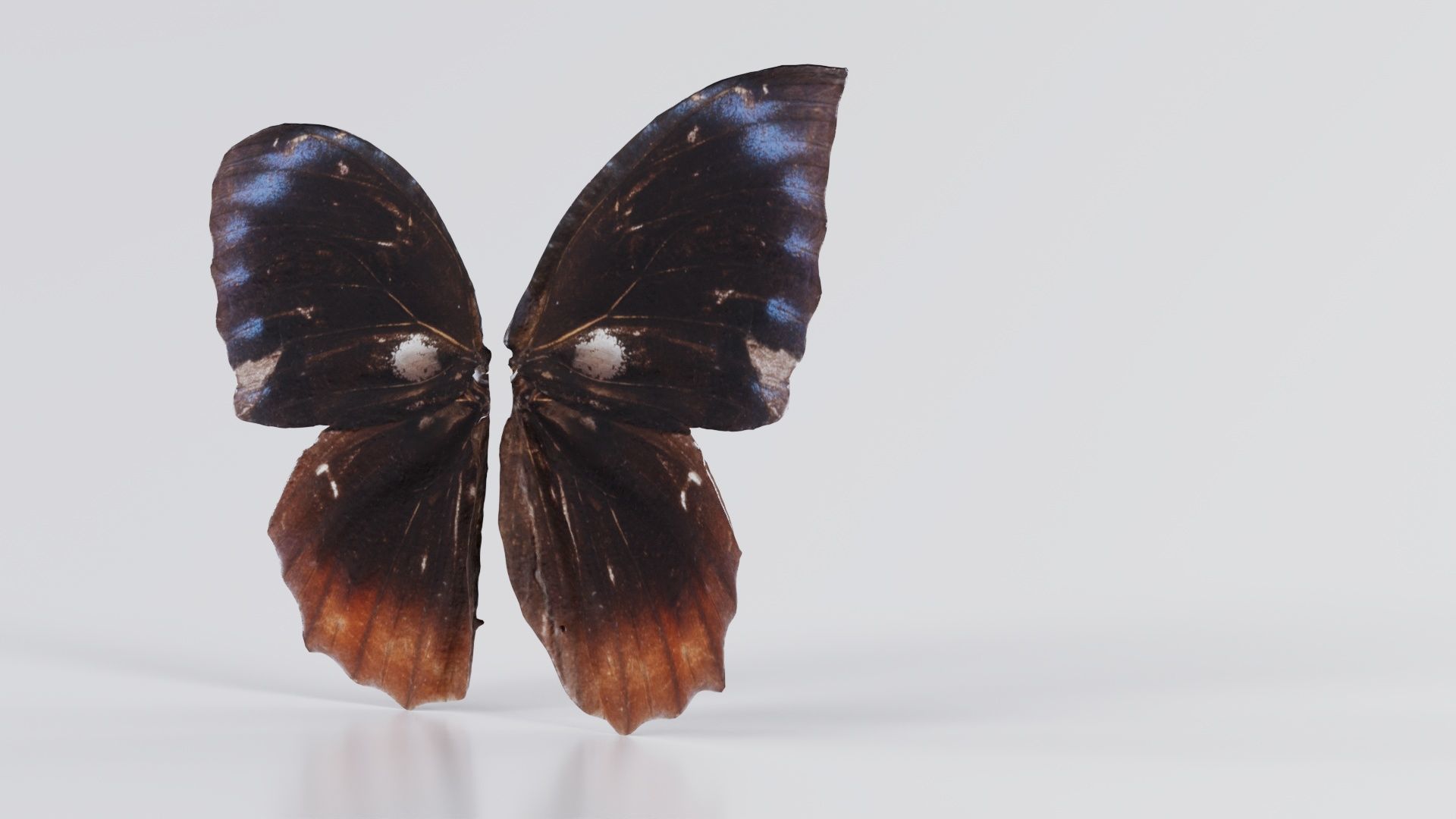 Common Palmfly Low-poly 3D model_7
