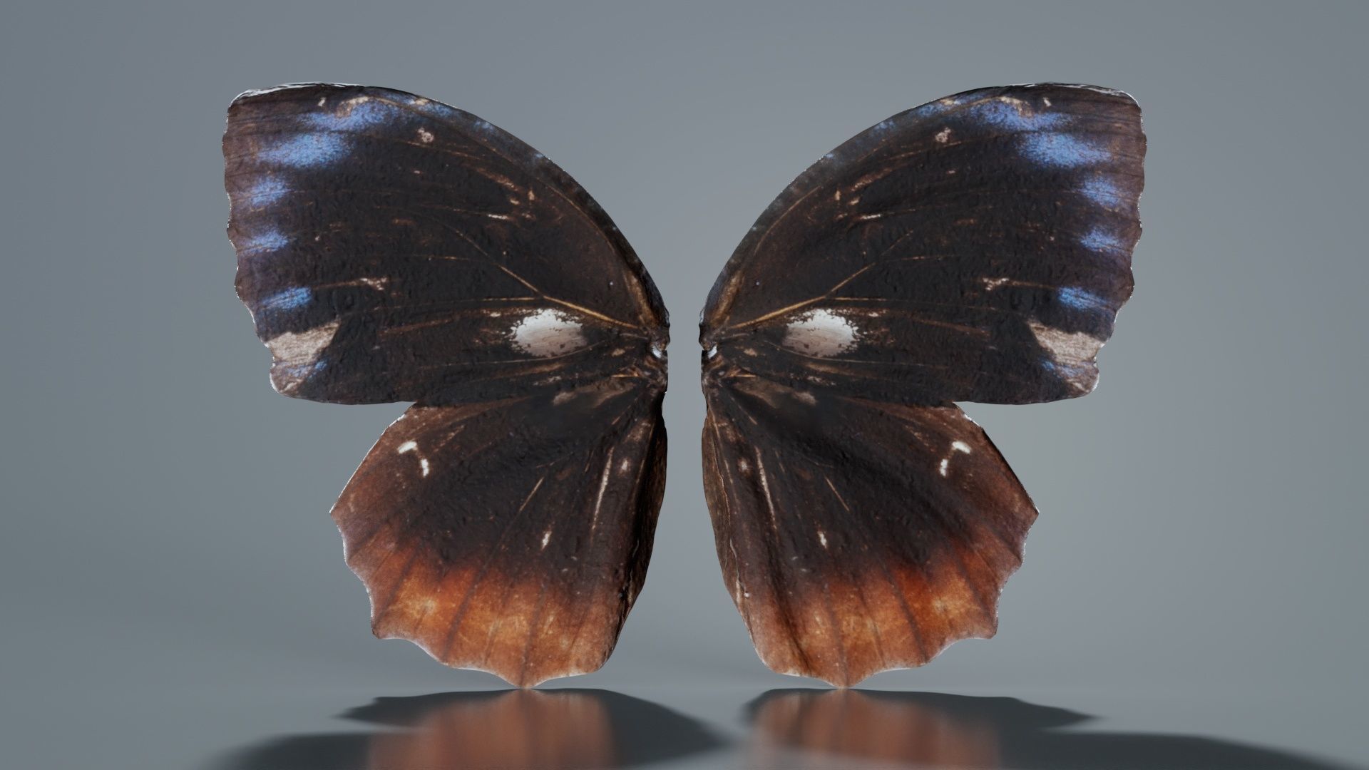 Common Palmfly Low-poly 3D model_6