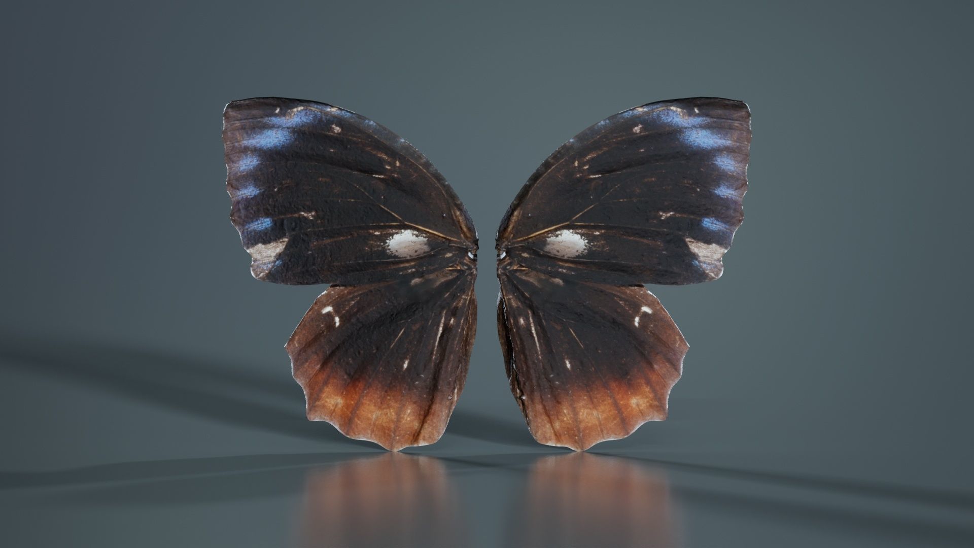Common Palmfly Low-poly 3D model_3