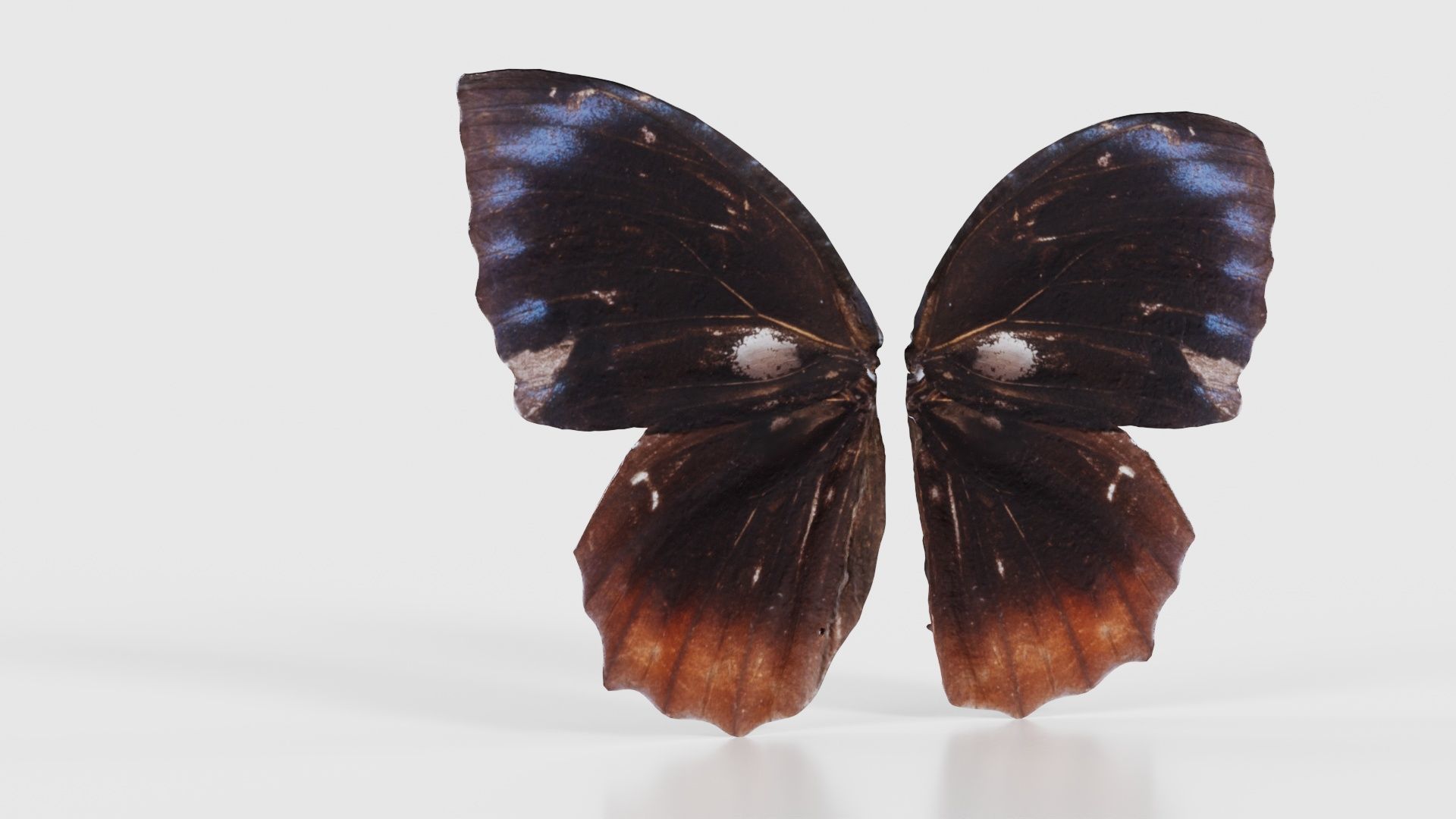 Common Palmfly Low-poly 3D model_22