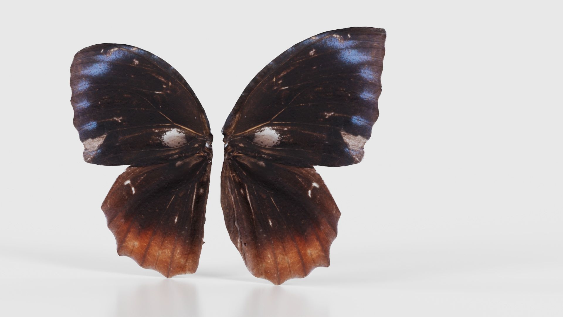 Common Palmfly Low-poly 3D model_20