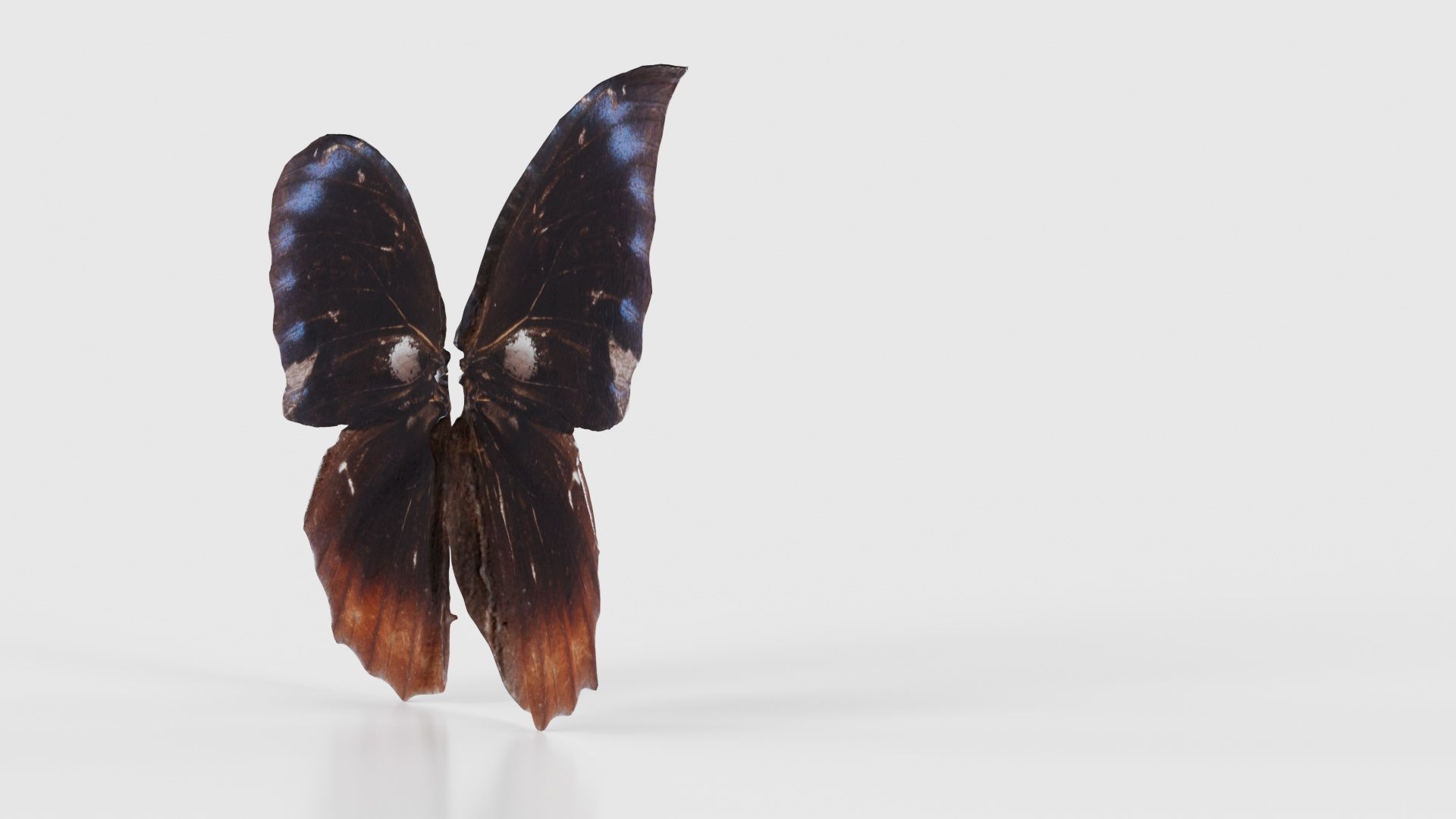 Common Palmfly Low-poly 3D model_19