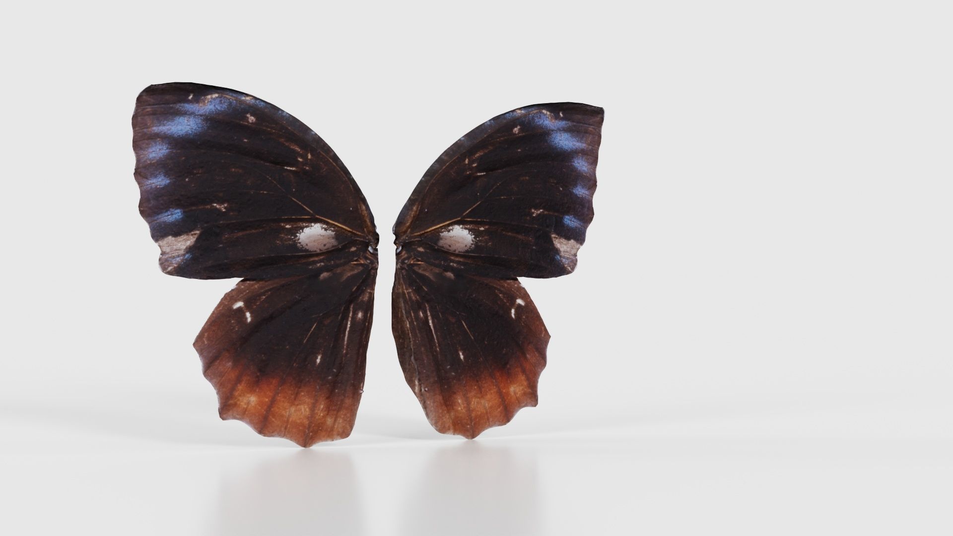 Common Palmfly Low-poly 3D model_16