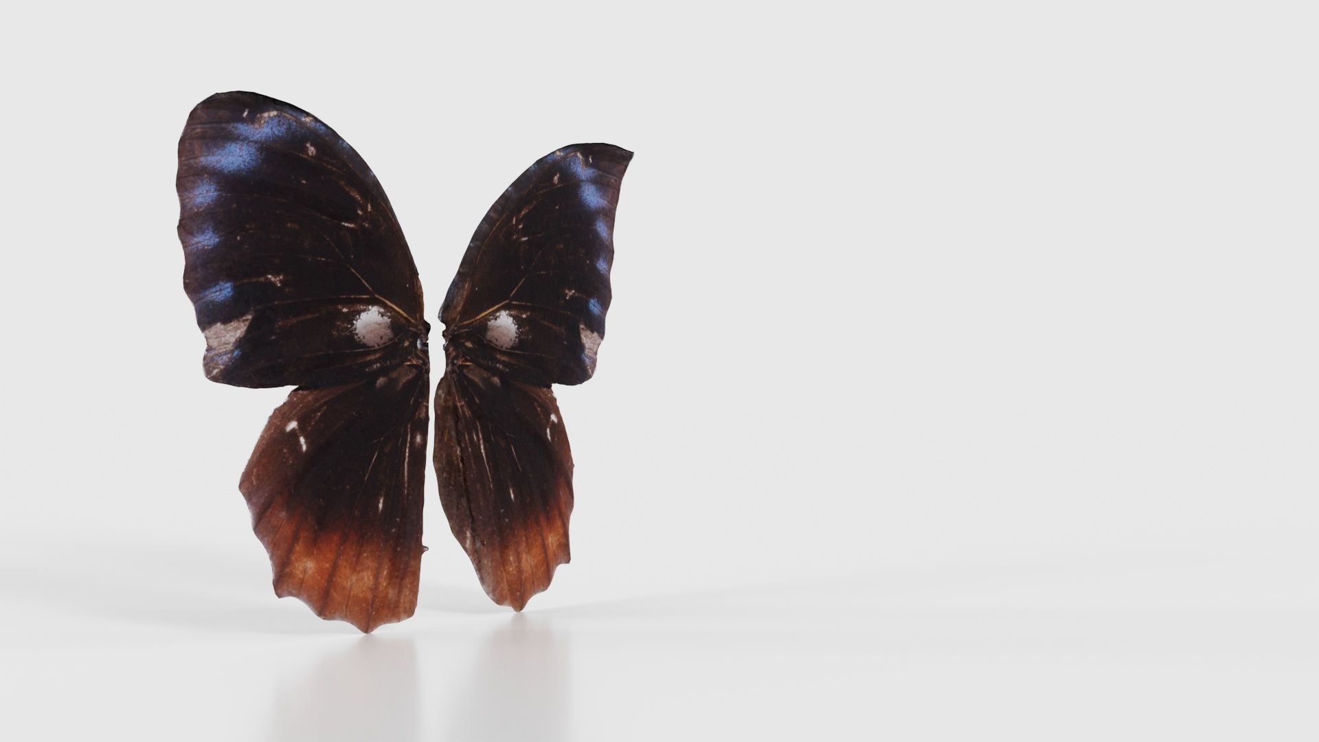 Common Palmfly Low-poly 3D model_17