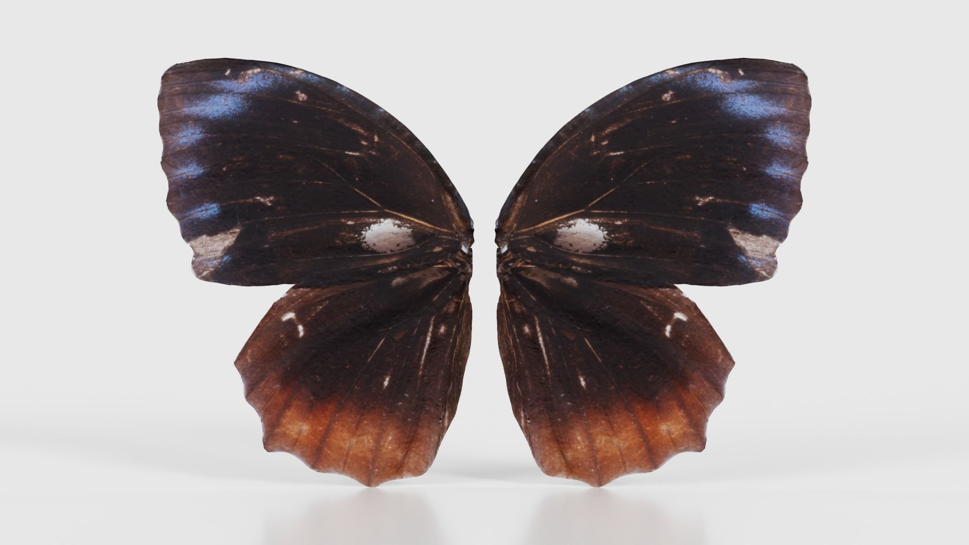 Common Palmfly Low-poly 3D model_21