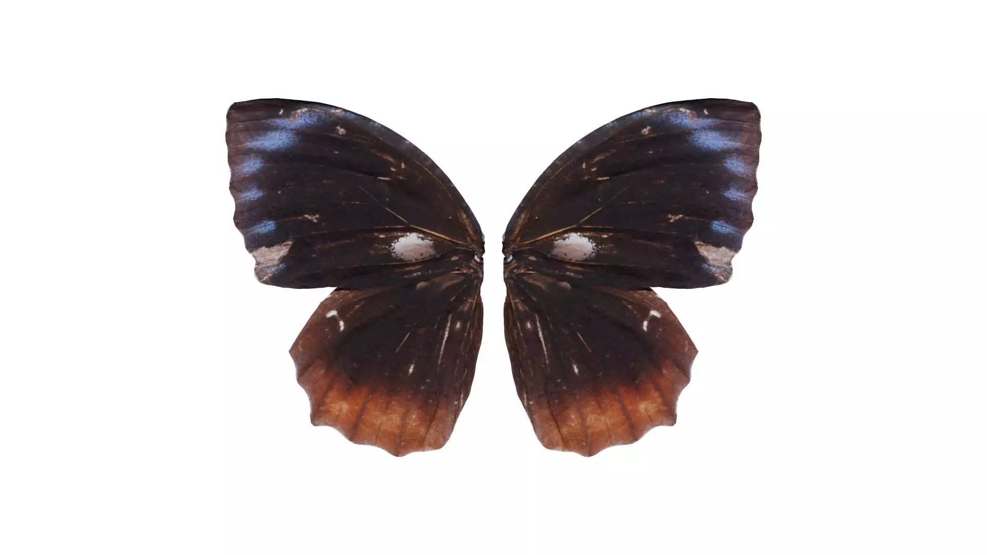 Common Palmfly Low-poly 3D model_0