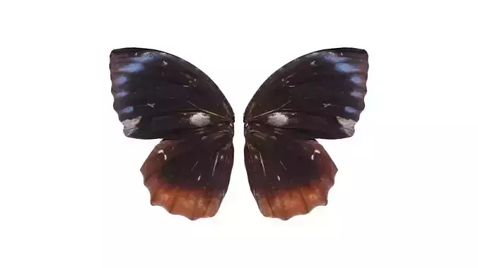 Common Palmfly Low-poly 3D model