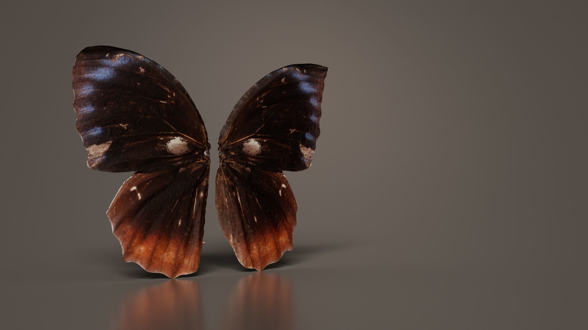 Common Palmfly Low-poly 3D model_1