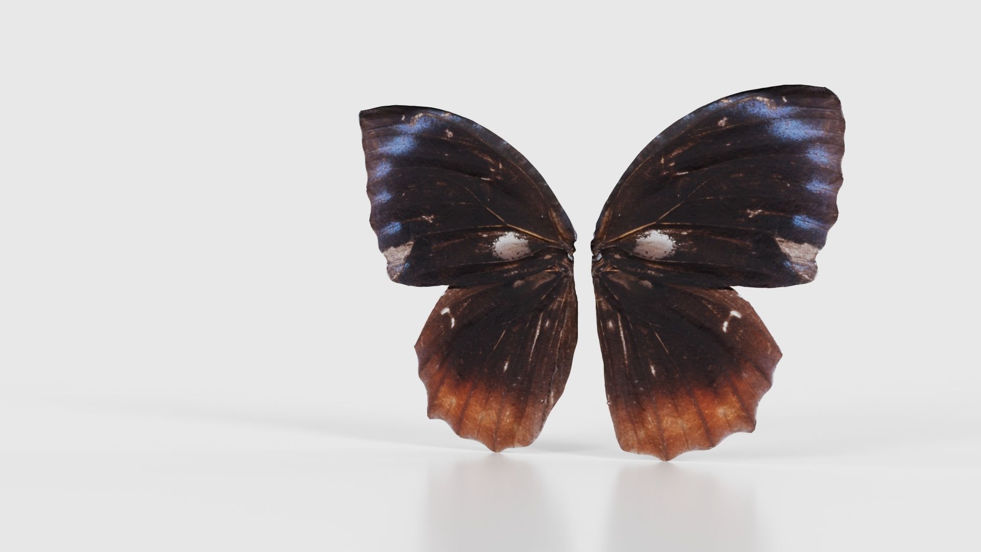 Common Palmfly Low-poly 3D model_26